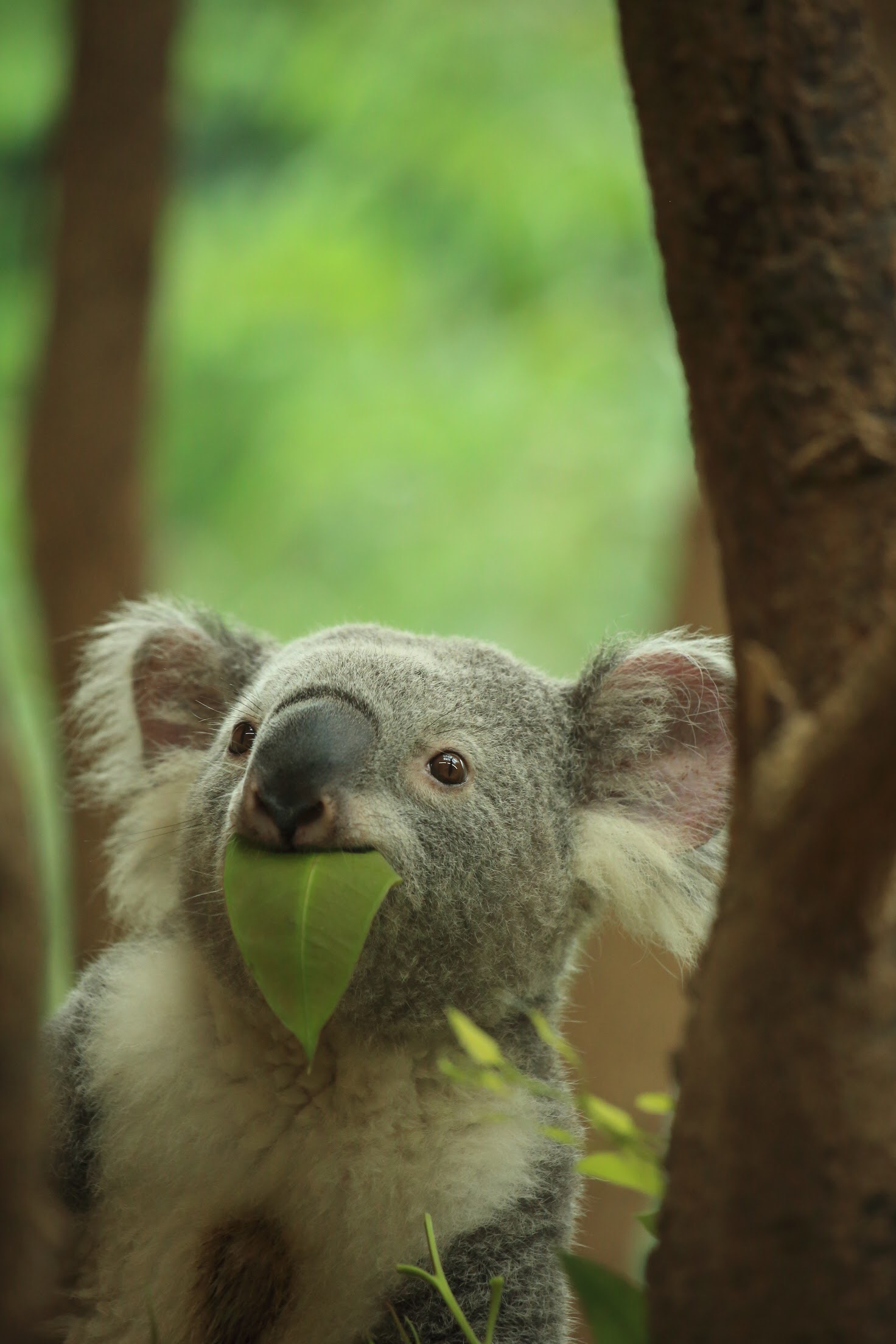 コアラのホームページ診断