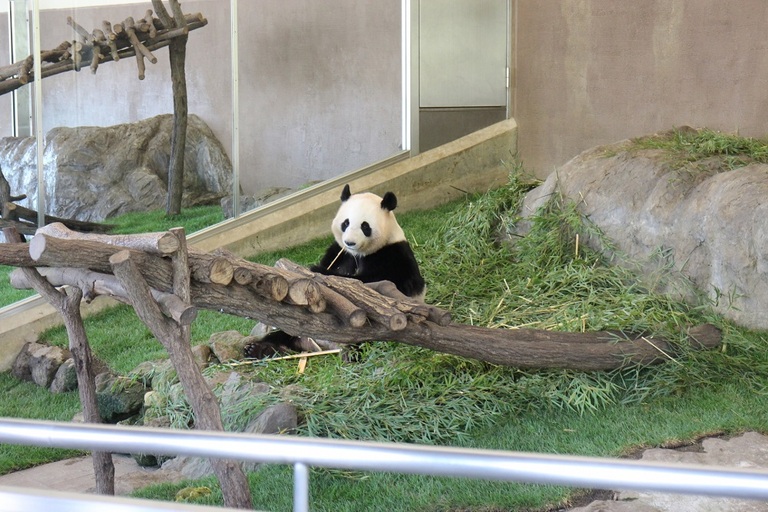 パンダ　